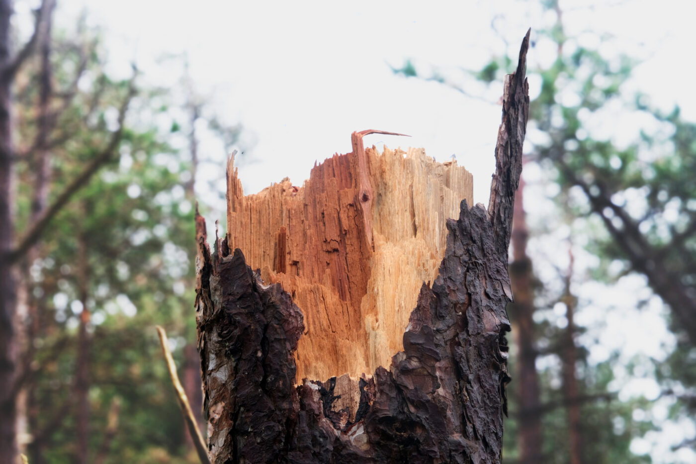 KRAK installation | StagingWood | Elmo Vermijs & Chihiro Geuzebroek | Oerol 2024